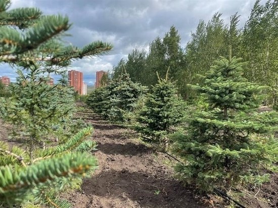В Красноярске городскую аллею деревьев и кустарников увеличили на 1,5 га