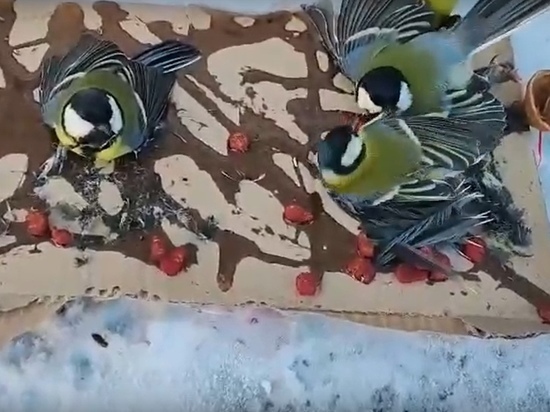 Приклеились к картонке и пищат от боли: в Тюмени живодеры сделали ловушку для птиц