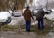 С утра 19 ноября в Белгороде бушует непогода: сильный ветер, ледяной дождь и гололедица подпортили планы многим жителям