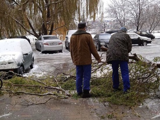 В Белгороде из-за непогоды упало несколько деревьев