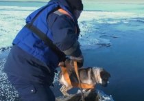 Красноярские спасатели вызволили пса из заточения