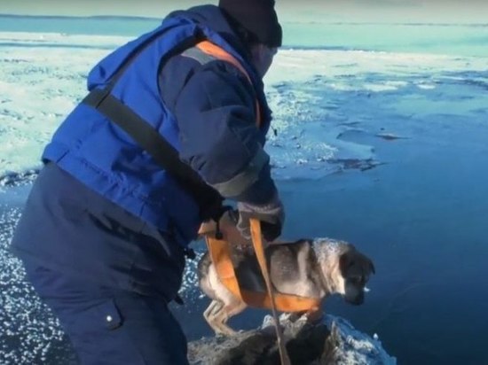 В Красноярском крае спасатели достали собаку с Енисея