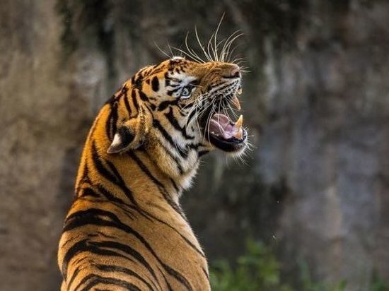 СМИ: амурский тигр с Кубани переехал в Великий Устюг