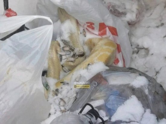 Мертвого питона нашли в мусорке в Новосибирске