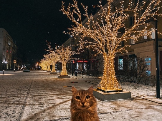 Официальная кошка мэрии Красноярска проинспектировала световые деревья Исторического квартала