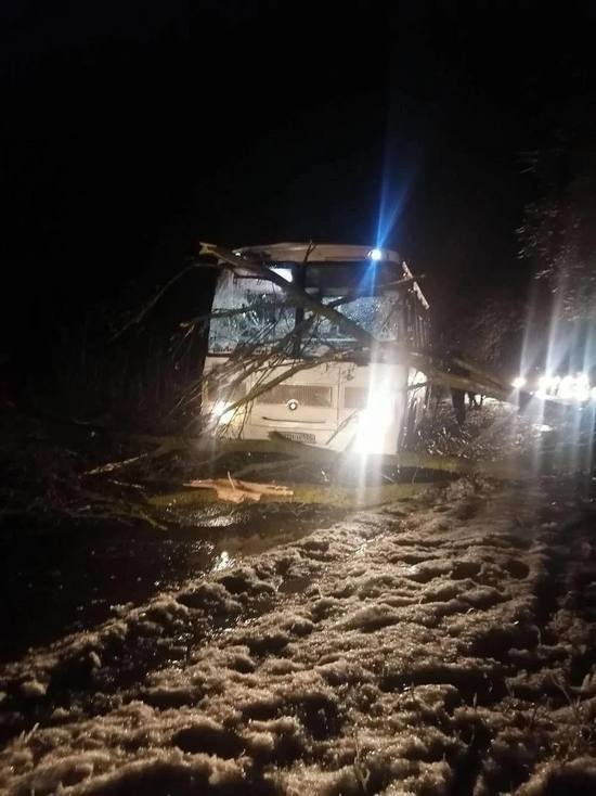 В Воронежской области деревья падали на маршрутки, машины и детские площадки