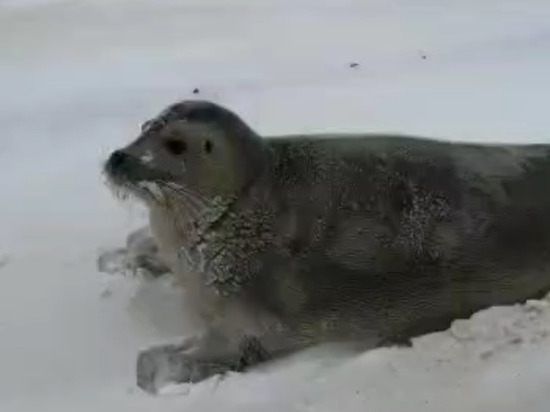 Жители Сахалина вернули 120-килограммового морского зайца в воду