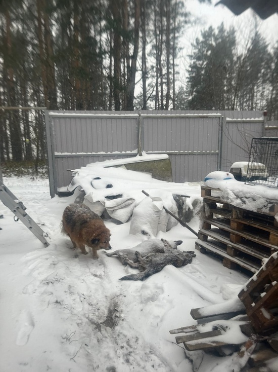 Подробности пожара под Брянском: погибли 66 кошек и 2 собаки