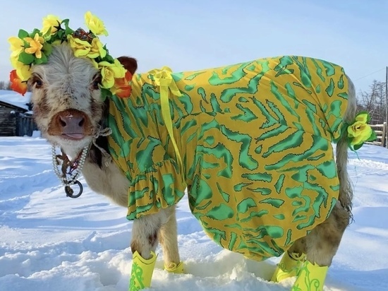 В Якутии подведены итоги конкурса красоты среди коров