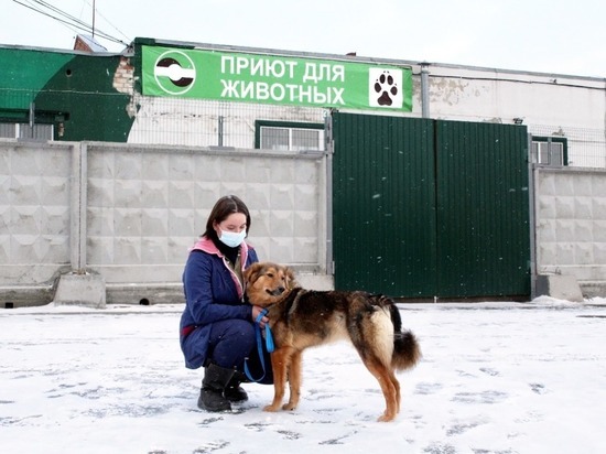 Более 670 собак отловили с начала года в Екатеринбурге