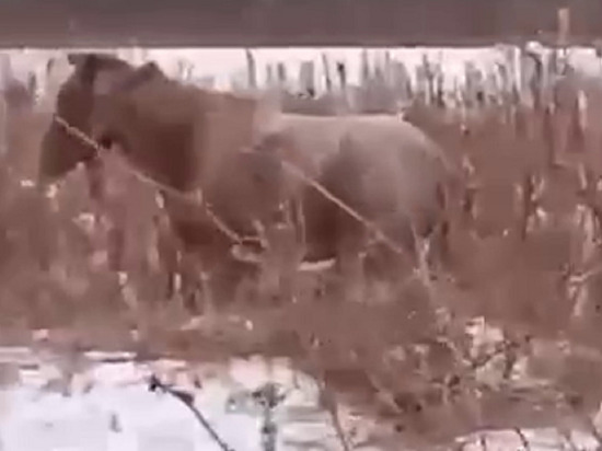 Барнаульцы бьют тревогу из-за брошенной  в поле «жутко голодной» лошади