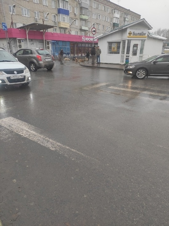 Пензенцы предложили депутатам прогуляться со сворой бездомных собак