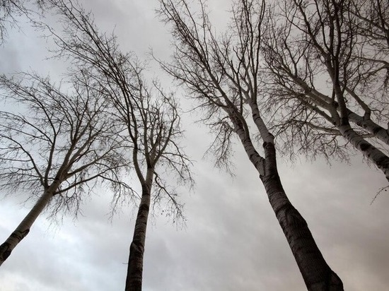 Жителям Чаинского района больше не угрожает дерево-убийца