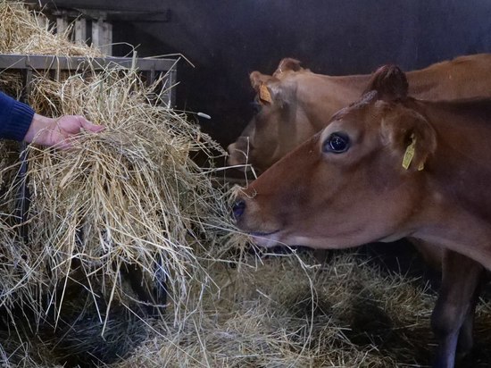 Надои молока в Подмосковье выросли по сравнению с прошлогодними показателями