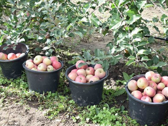 Урожай яблок на Ставрополье в полтора раза превысил прошлогодний