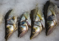 Любую рыбу необходимо обрабатывать перед употреблением в пищу. В противном случае есть высокий риск заражения паразитами.