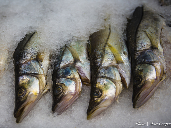 Калининградцам рассказали, почему рыба и рыбная продукция могут быть опасны