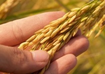Как рассказал Председатель Правительства ДНР Виталий Хоценко, в этом году в хранилища Республики было направлено на 80% больше ячменя и пшеницы