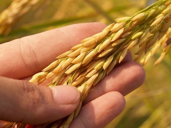 В ДНР собрали рекордный урожай зерновых