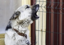 В столице Бурятии определены подрядные организации по отлову безнадзорных животных на следующий год
