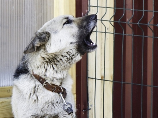 В Улан-Удэ определили подрядчиков по отлову собак на 2023 год