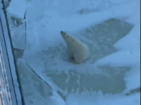 В Красноярском крае белый медведь пришел к ледоколу «Вайгач» на запах еды