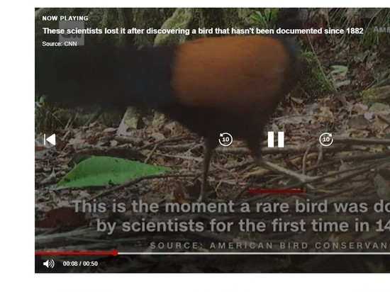 Птица, считавшаяся вымершей уже как 140 лет, была найдена живой