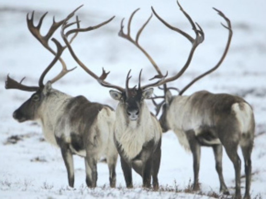 На территории Билибинского, Анадырского районов и городского округа Певек сейчас находятся мигрирующие стада диких северных оленей