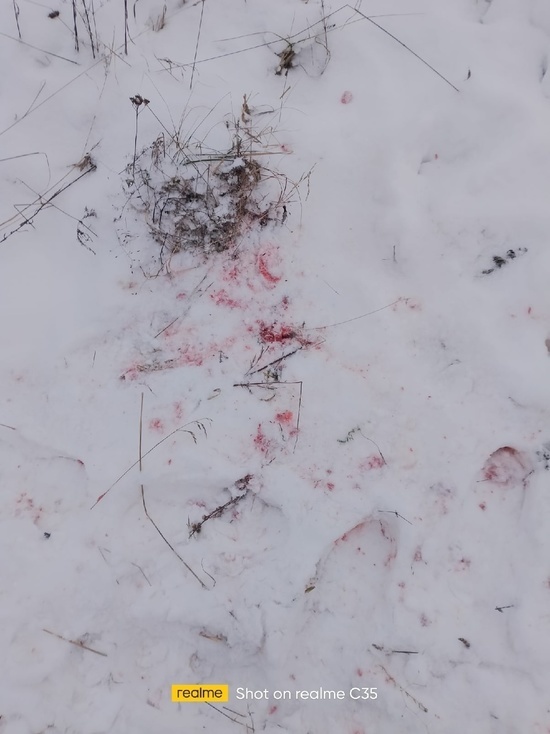 Волки загрызли собаку в пушкиногорской деревне