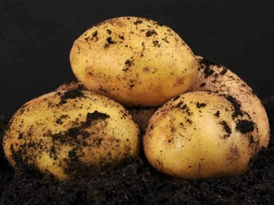 Мини-клубни для повышения урожайности картофеля