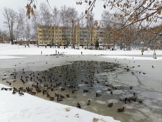Более 300 уток остались зимовать на Пуховском пруду в Калуге