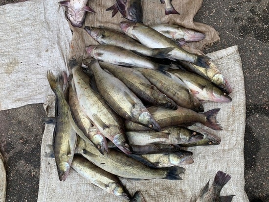 В Тверской области мужчина незаконно выловил больше 100 рыб