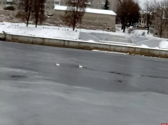 Обессиленных лебедей в центре Пскова заметила местная жительница