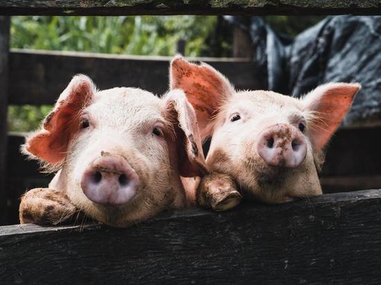 В Томской области насчитали более 271 тысячи свиней
