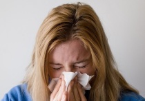 В Алтайский край может прийти свиной грипп, известный под обозначением H1N1
