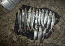 Сотрудники транспортной полиции задержали двоих жителей Сретенского района, которые с помощью электроудочек ловили краснокнижных рыб