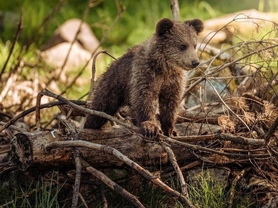 Одинокий медвежонок бродил в Биробиджанском районе ЕАО