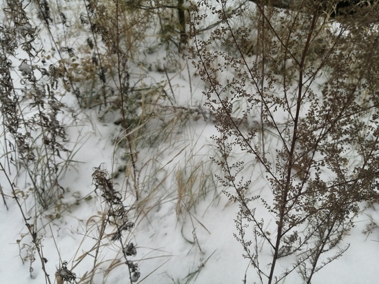 Погода в декабре 2022 в Хабаровске - чего ожидать от первого месяца зимы