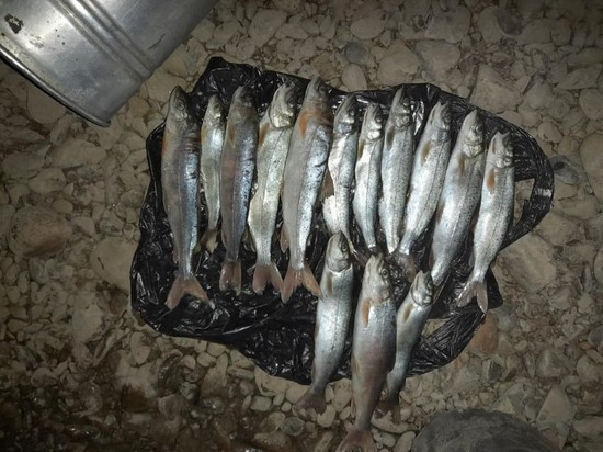 Полицейские пресекли ловлю краснокнижных рыб в Забайкалье
