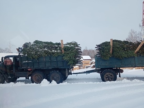 В Алтайском крае поймали мужчину, который срубил 154 елки к Новому году