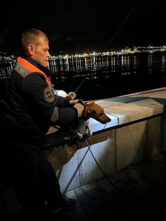 Новороссийские спасатели помогли собаке, застрявшей в коллекторе
