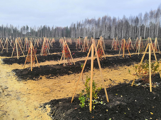 Специалисты университета разработали рекомендации по культивированию голубики узколистной на территории Архангельской области