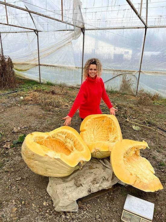 В Славянском районе фермеры вырастили тыкву весом 203 килограмма