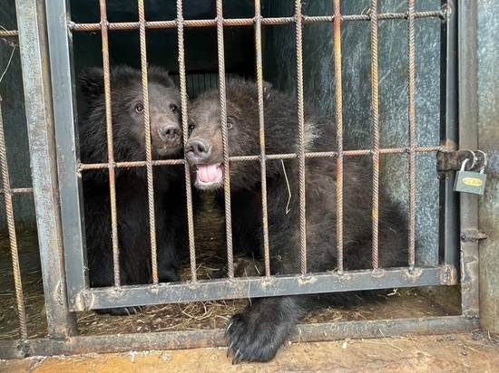 Петербургский центр помощи животным опубликовал фото доставленных из Новосибирска медвежат
