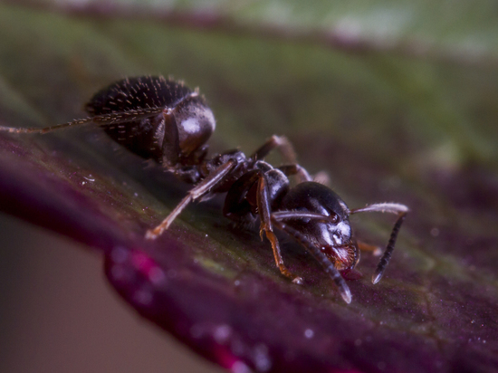 В балтийском янтаре нашли древнейшего муравья возрастом 35 млн лет