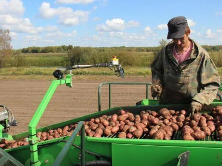 Операция "картошка": как Россия сохраняет под санкциями свой главный овощ
