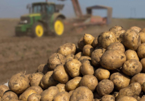 «Завезти к нам легко»

— Евгений Алексеевич, все говорят о сильной зависимости от импорта по семенам картошки