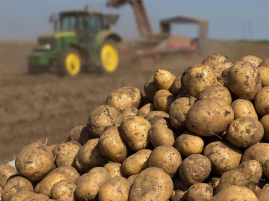 Операция quot;картошкаquot как Россия сохраняет под санкциями свой главный овощ