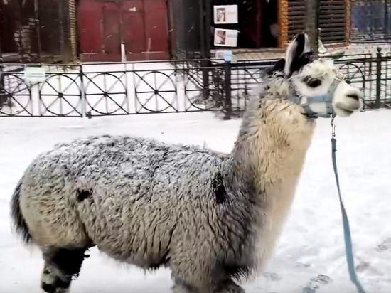 Альпака из Ленинградского зоопарка прогулялась по своему первому снегу