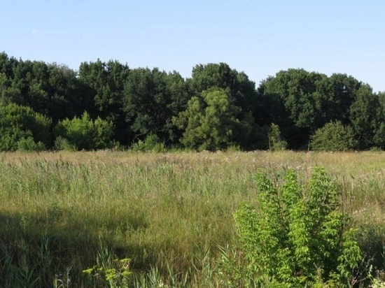 Урочище Цветов Лес в Курске станет особо охраняемой природной территорией